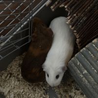 2 cochons d’inde femelles #0