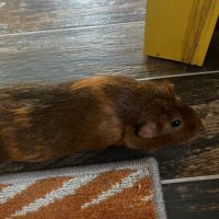 2 cochons d’inde femelles #2