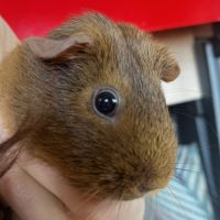 2 cochons d’inde femelles #3