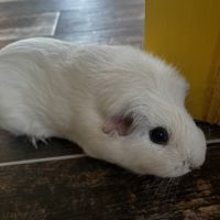 2 cochons d’inde femelles #4