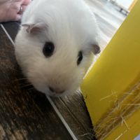 2 cochons d’inde femelles #5