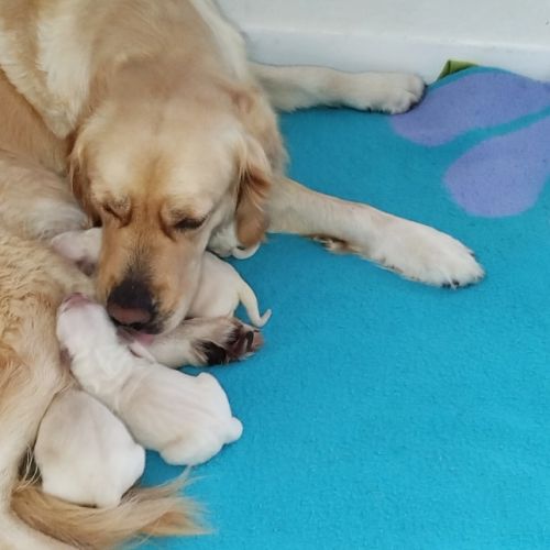 Chiot golden retriever lof #1