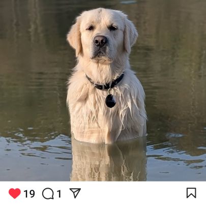 Chiot golden retriever lof #2