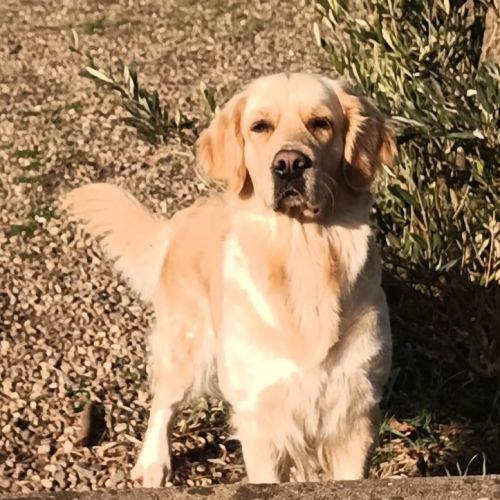 Chiot golden retriever lof #4