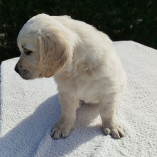 Chiot golden retriever lof #6