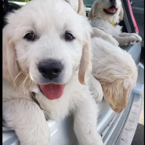 Chiot golden retriever lof #8