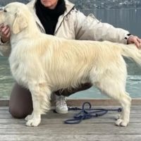 Chiot golden retriever lof #3