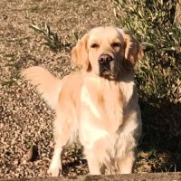 Chiot golden retriever lof #4