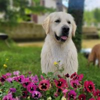 Chiot golden retriever lof #5