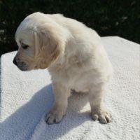 Chiot golden retriever lof #6