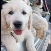 Chiot golden retriever lof #8