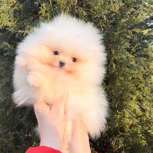Teacup extramini poméranien mâle blanc #3