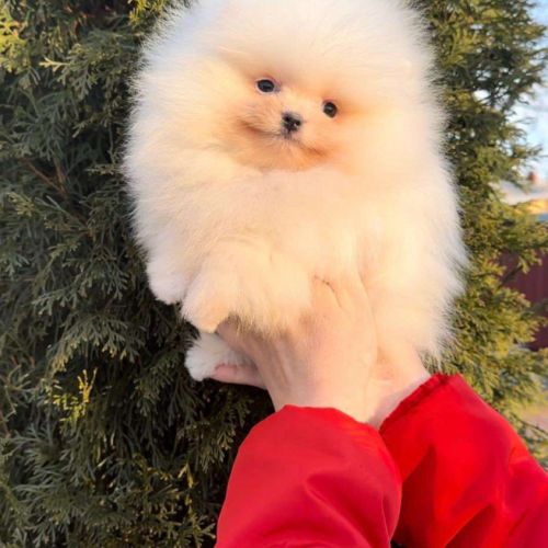 Teacup extramini poméranien mâle blanc #4