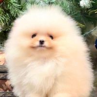 Teacup extramini poméranien mâle blanc #1