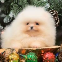 Teacup extramini poméranien mâle blanc #2