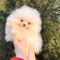 Teacup extramini poméranien mâle blanc #3