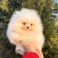 Teacup extramini poméranien mâle blanc