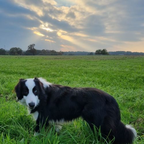 Chiots type border collie #2