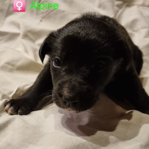 Chiots type border collie #4