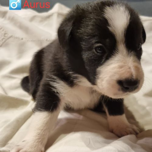 Chiots type border collie #5