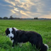 Chiots type border collie #2