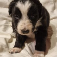 Chiots type border collie #0