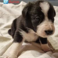 Chiots type border collie #5