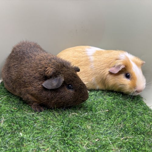 Sheltys rex pl duos de cochons d'indes mâles #3