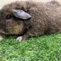 Sheltys rex pl duos de cochons d'indes mâles