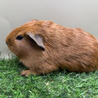 Sheltys rex pl duos de cochons d'indes mâles #2