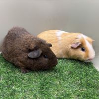 Sheltys rex pl duos de cochons d'indes mâles #3