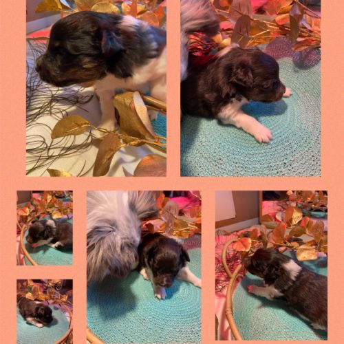 Chiots lof berger des shetland #3