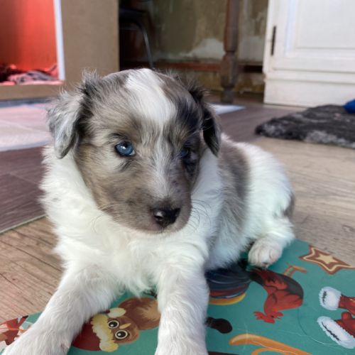 Chiots lof berger des shetland #5