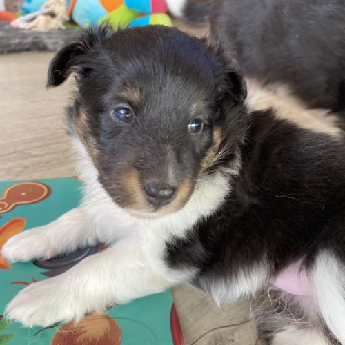 Chiots lof berger des shetland #6