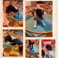 Chiots lof berger des shetland #1