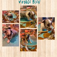 Chiots lof berger des shetland