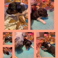 Chiots lof berger des shetland #3