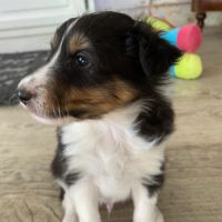 Chiots lof berger des shetland #4