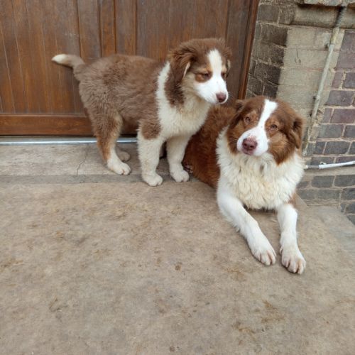 Chiot berger australien lof #1