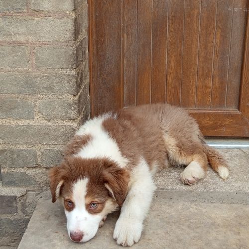 Chiot berger australien lof #4