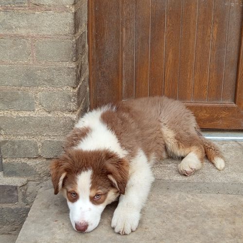 Chiot berger australien lof #5