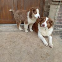 Chiot berger australien lof #1