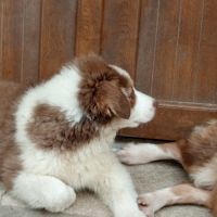 Chiot berger australien lof #2