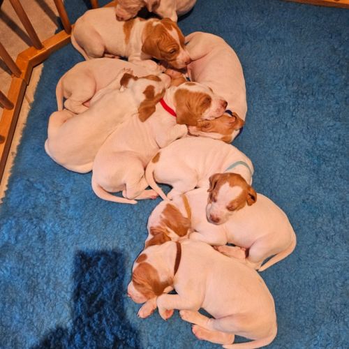 Chiots braque saint germain #2