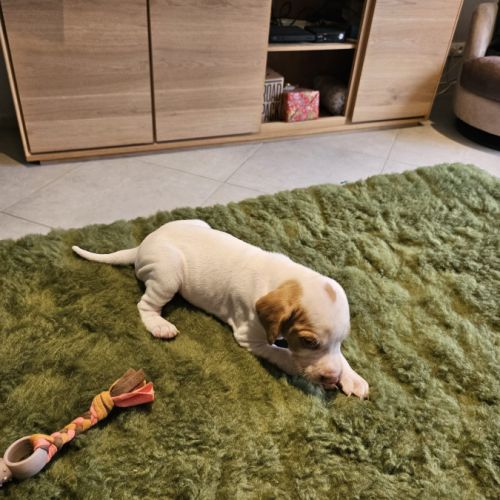 Chiots braque saint germain #3