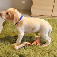 Chiots braque saint germain #0