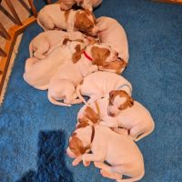 Chiots braque saint germain #2