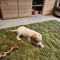 Chiots braque saint germain #3