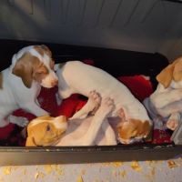 Chiots braque saint germain #4