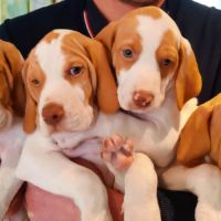 Chiots braque saint germain #5